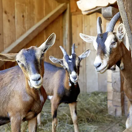 Alpin Family Seetal 4*