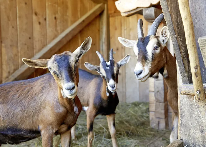 Alpin Family Seetal 4*